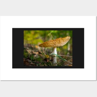 Poisonous fly agaric mushroom Posters and Art